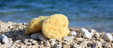Éponge de Mer Egée