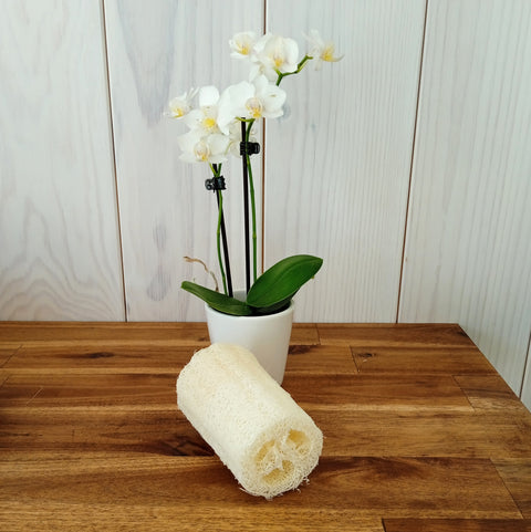 Luffa